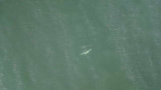 familia de delfines Toma aerea con drone Uruguay