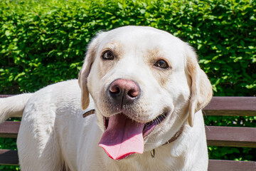 Dog. Portrait of the beloved Labrador Retriever. Pet. Dog walking.