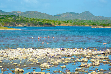 Flamingos in Washington-Slagbaai National Park in Bonaire, Caribbean island. 
