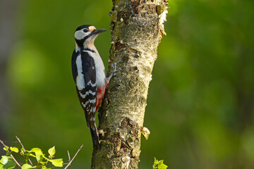 Dzięcioł duży (Dendrocopos major) © Grzegorz
