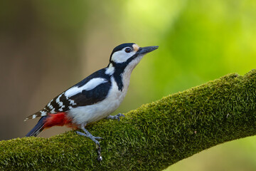 Dzięcioł duży (Dendrocopos major) © Grzegorz