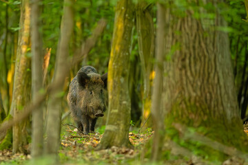 Dzik (Sus scrofa)