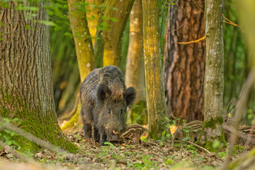 Dzik (Sus scrofa) © Grzegorz