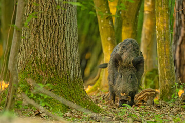 Dzik (Sus scrofa) © Grzegorz