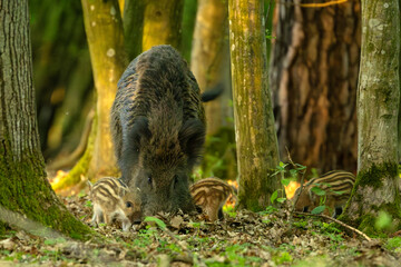 Dzik (Sus scrofa) © Grzegorz