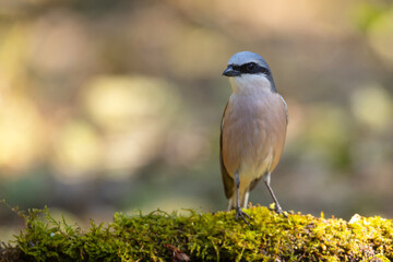Gąsiorek (Lanius collurio) © Grzegorz