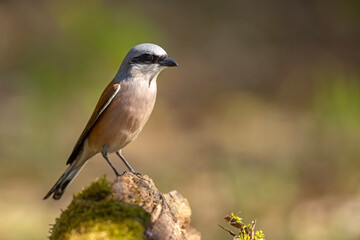 Gąsiorek (Lanius collurio) © Grzegorz