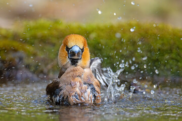 Grubodziób, pestkojad (Coccothraustes coccothraustes) © Grzegorz