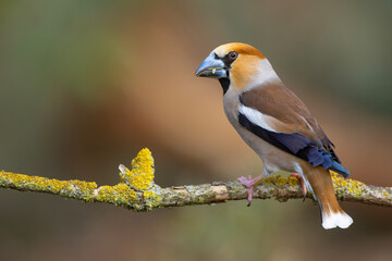 Grubodziób, pestkojad (Coccothraustes coccothraustes) © Grzegorz