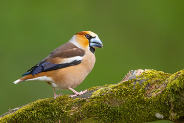 Grubodziób, pestkojad (Coccothraustes coccothraustes) © Grzegorz