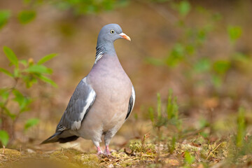 Grzywacz (Columba palumbus)