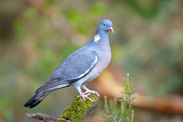 Grzywacz (Columba palumbus)