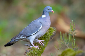 Grzywacz (Columba palumbus)