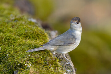 Kapturka (Sylvia atricapilla) © Grzegorz