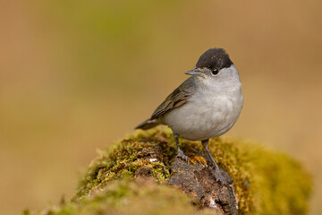 Kapturka (Sylvia atricapilla) © Grzegorz