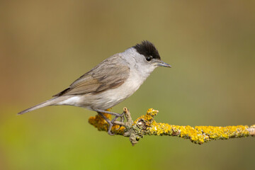 Kapturka (Sylvia atricapilla) © Grzegorz