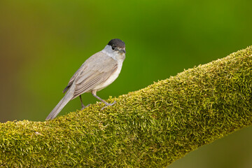 Kapturka (Sylvia atricapilla) © Grzegorz