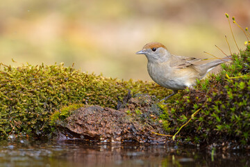 Kapturka (Sylvia atricapilla) © Grzegorz