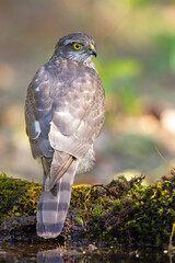 Krogulec (Accipiter nisus)