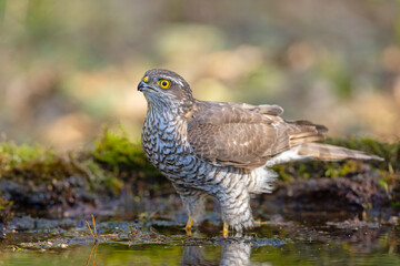 Krogulec (Accipiter nisus)