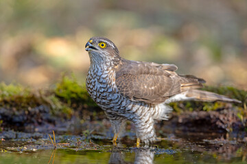 Krogulec (Accipiter nisus)