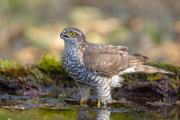 Krogulec (Accipiter nisus)