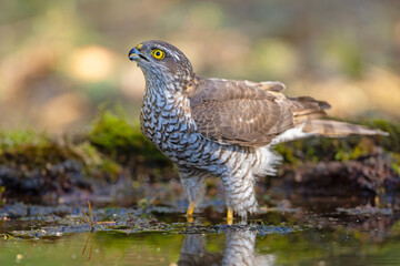 Krogulec (Accipiter nisus)