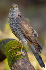 Krogulec (Accipiter nisus)