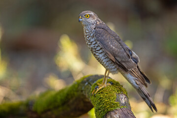 Krogulec (Accipiter nisus)