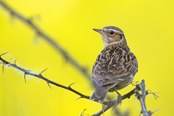 Lerka (Lullula arborea)