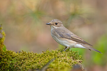 Muchołówka szara (Muscicapa striata) 