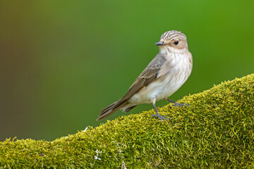 Muchołówka szara (Muscicapa striata)  © Grzegorz
