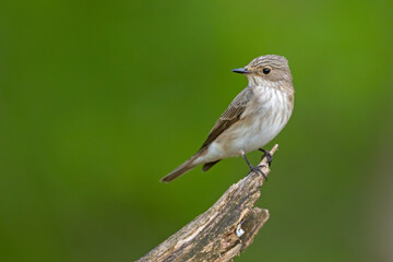Muchołówka szara (Muscicapa striata)  © Grzegorz
