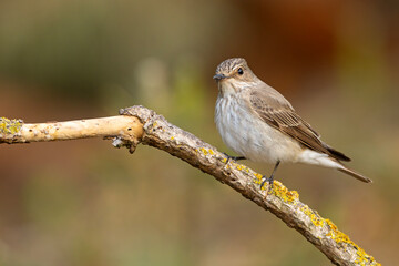 Muchołówka szara (Muscicapa striata)  © Grzegorz