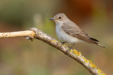 Muchołówka szara (Muscicapa striata)  © Grzegorz