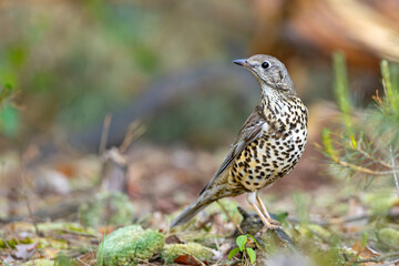 Paszkot (Turdus viscivorus) © Grzegorz