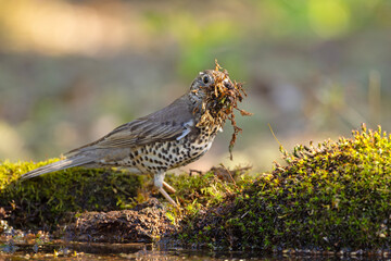 Paszkot (Turdus viscivorus) © Grzegorz