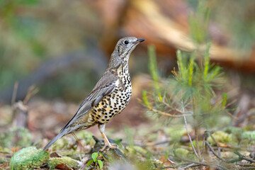 Paszkot (Turdus viscivorus) © Grzegorz