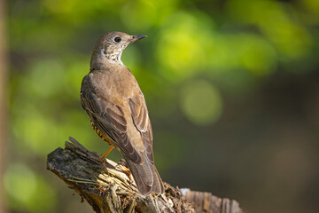 Paszkot (Turdus viscivorus) © Grzegorz
