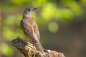 Paszkot (Turdus viscivorus) © Grzegorz