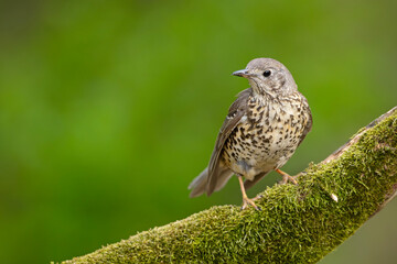 Paszkot (Turdus viscivorus) © Grzegorz