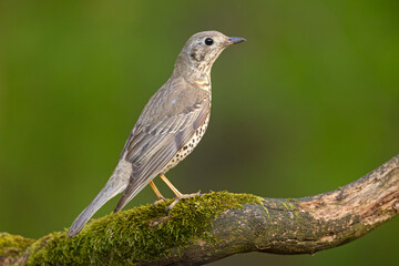 Paszkot (Turdus viscivorus) © Grzegorz