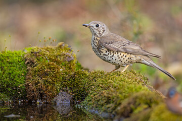 Paszkot (Turdus viscivorus) © Grzegorz