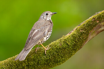 Paszkot (Turdus viscivorus)