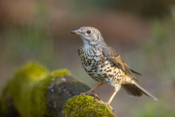 Paszkot (Turdus viscivorus) © Grzegorz