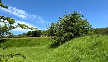 View of a lush green meadow as wispy clouds streak across a vibrant blue sky, with trees wild flowers, and distant buildings near, Grane Road, Haslingden, UK