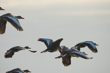 Black-Bellied whistling ducks in flight 