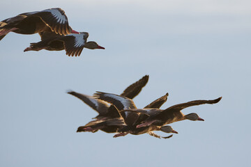 Black-Bellied whistling ducks in flight 