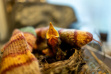 Hand-Reared Blackbird Chick in Nest
