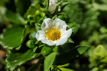 Blossom of a Strawberry Plant